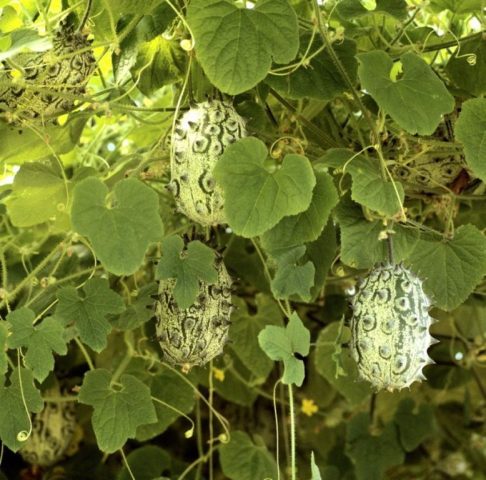 Anguria or Antillean cucumber: cultivation, reviews