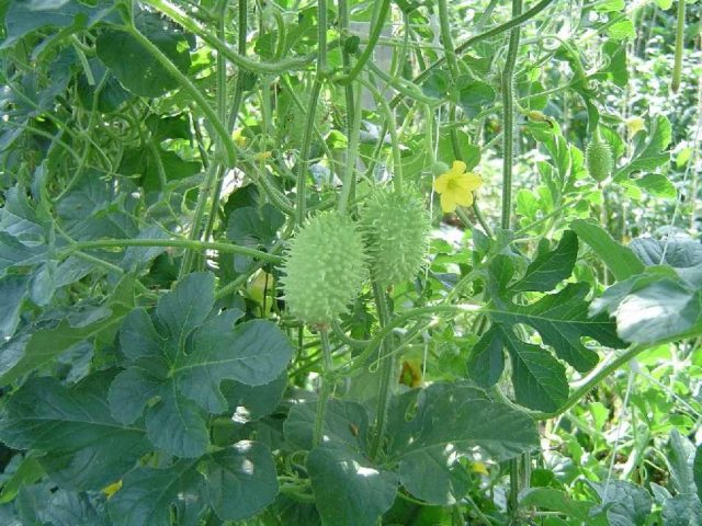 Anguria or Antillean cucumber: cultivation, reviews