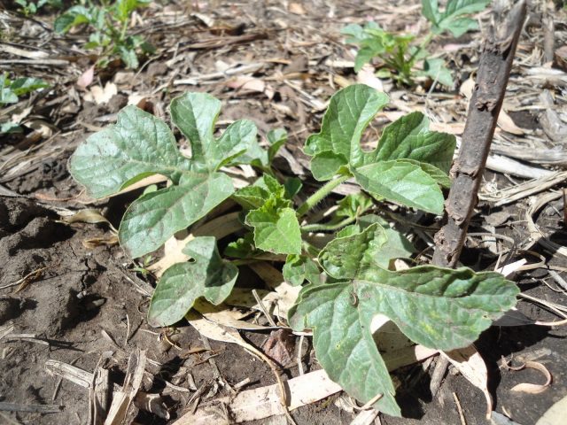 Anguria or Antillean cucumber: cultivation, reviews