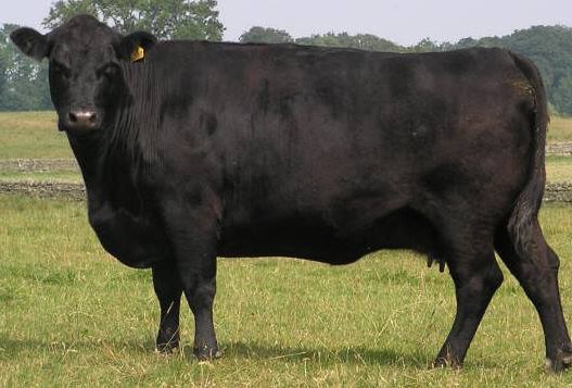 Angus cattle breed