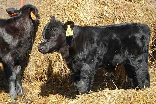 Angus cattle breed