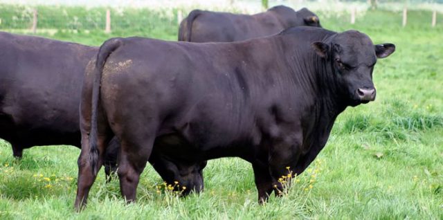 Angus cattle breed