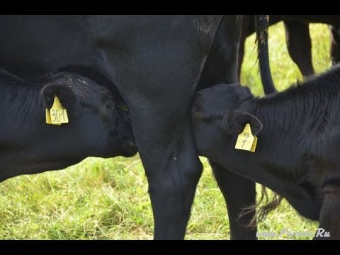 Angus cattle breed