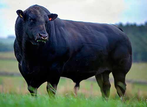 Angus cattle breed