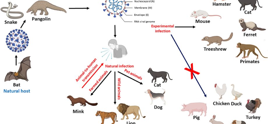 Animals help survive the pandemic. And there is evidence for that. Get to know the details