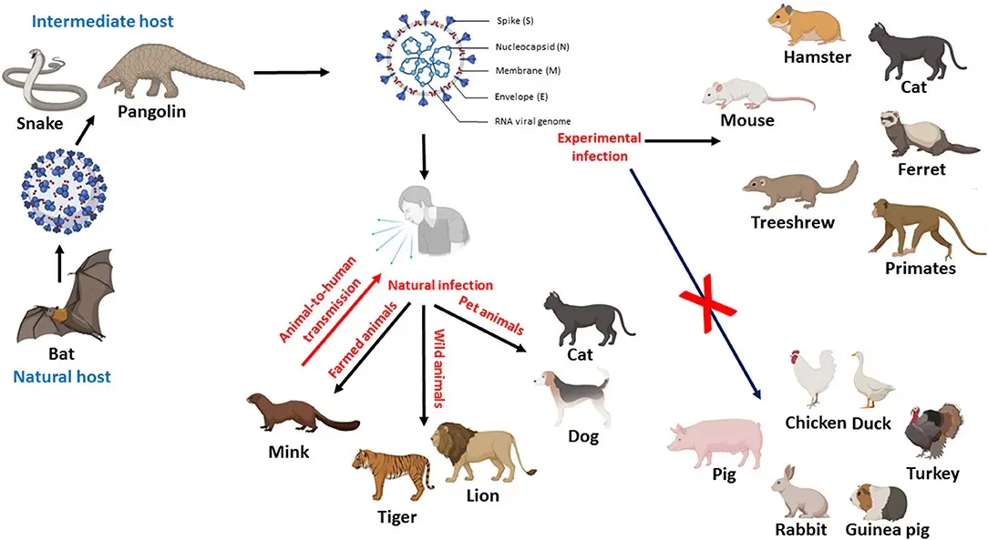 Animals help survive the pandemic. And there is evidence for that. Get to know the details