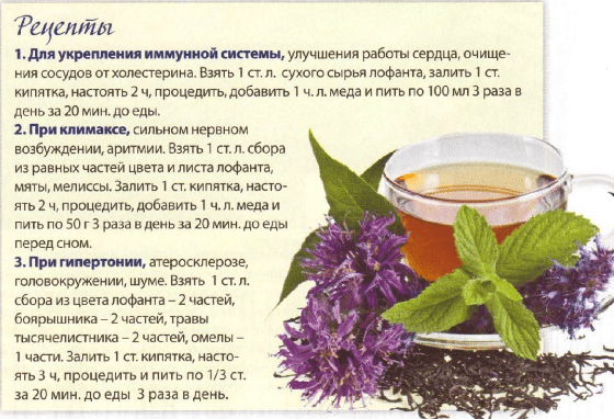 Anise lofant: useful properties and contraindications, cultivation