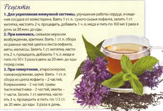 Anise lofant: useful properties and contraindications, cultivation