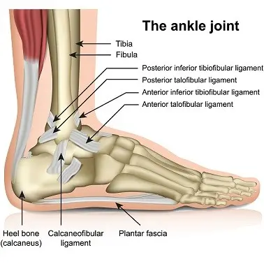 Ankle joint &#8211; the most common injuries. Recommendations after ankle sprain