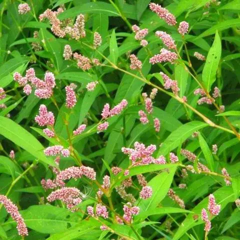 Annual and perennial dicotyledonous weeds: a list 