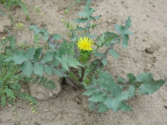 Annual and perennial dicotyledonous weeds: a list 