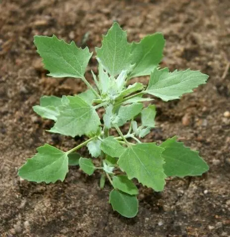 Annual and perennial dicotyledonous weeds: a list 