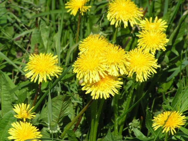 Annual and perennial dicotyledonous weeds: a list 