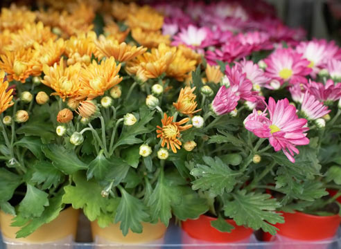 Annual chrysanthemums: description, planting and care, photo