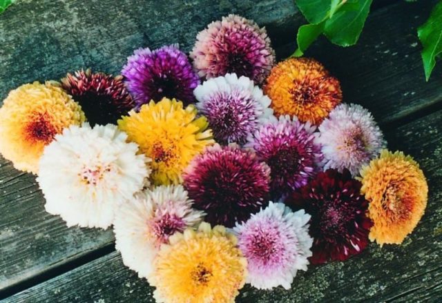 Annual chrysanthemums: description, planting and care, photo