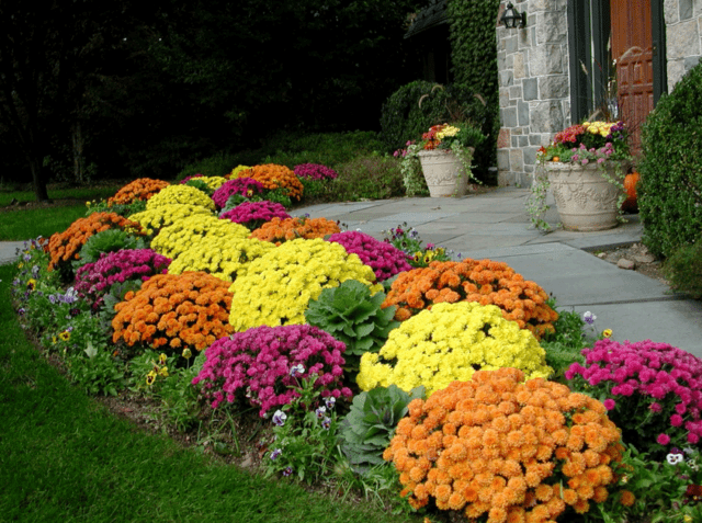 Annual chrysanthemums: description, planting and care, photo