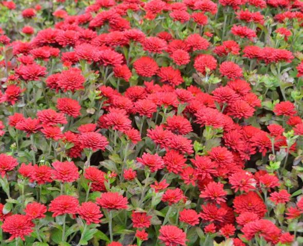 Annual chrysanthemums: description, planting and care, photo