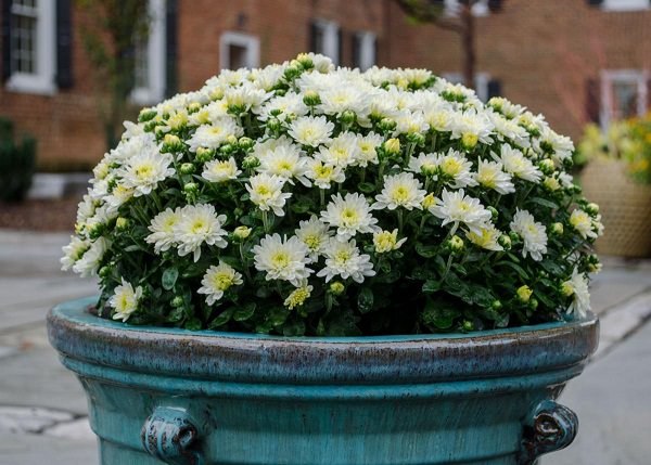 Annual chrysanthemums: description, planting and care, photo