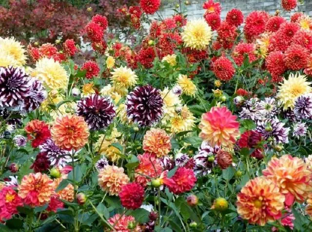 Annual dahlias: growing from seed, when to plant