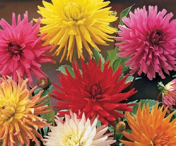 Annual dahlias: growing from seed, when to plant