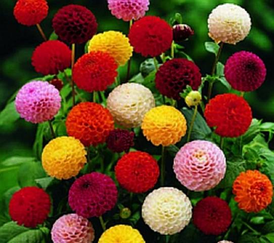 Annual dahlias: growing from seed, when to plant