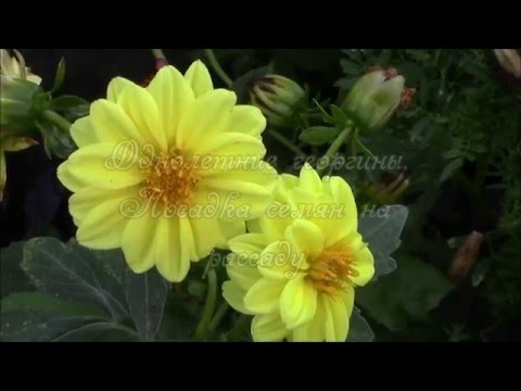 Annual dahlias: growing from seed, when to plant