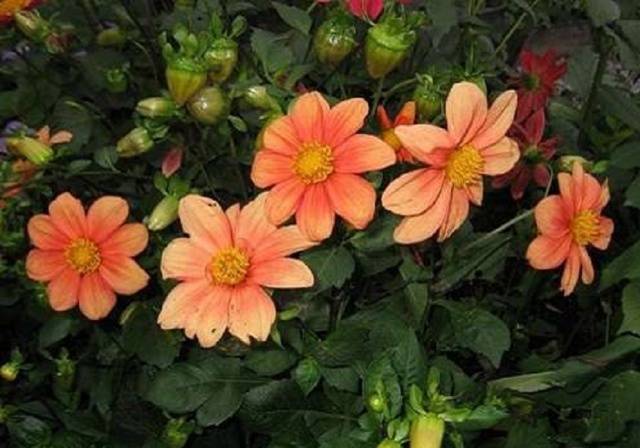 Annual dahlias: growing from seed, when to plant