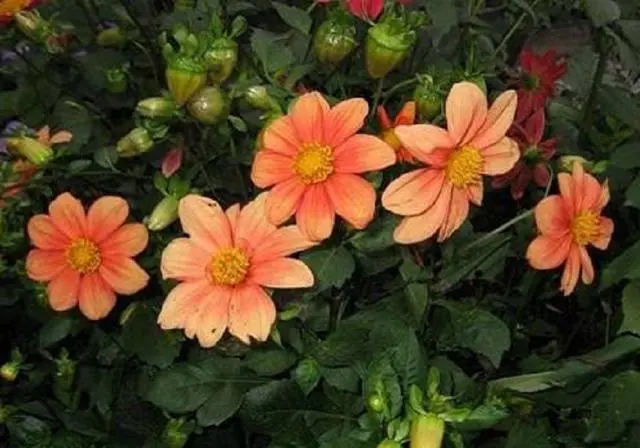 Annual dahlias: growing from seed, when to plant