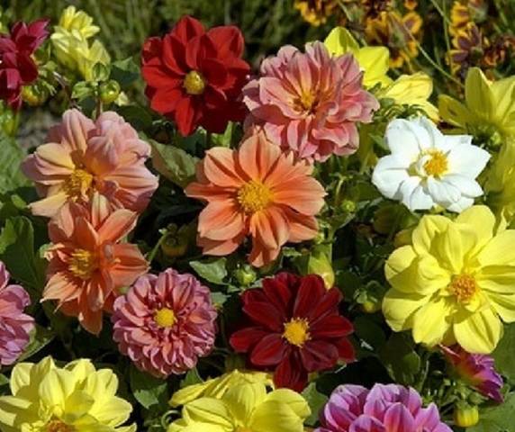 Annual dahlias: growing from seed, when to plant