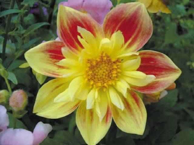 Annual dahlias: growing from seed, when to plant