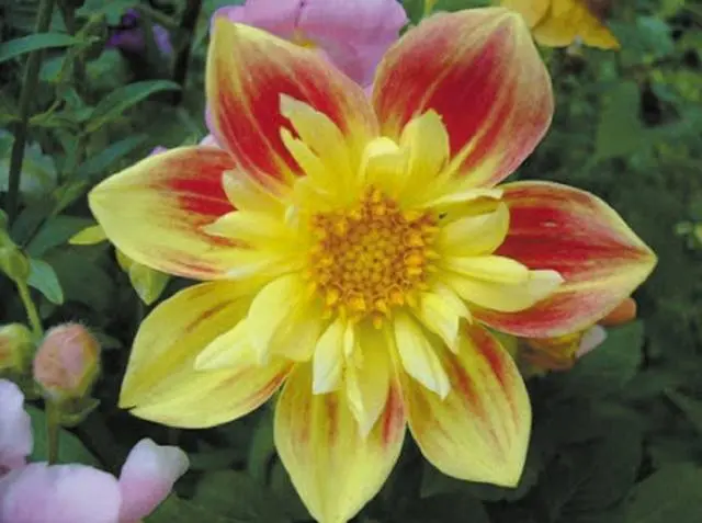 Annual dahlias: growing from seed, when to plant