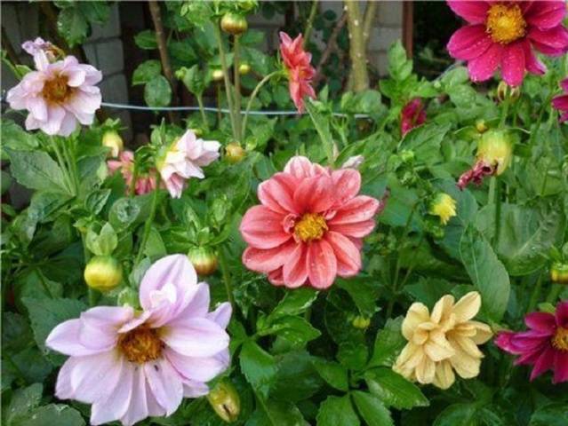 Annual dahlias: growing from seed, when to plant