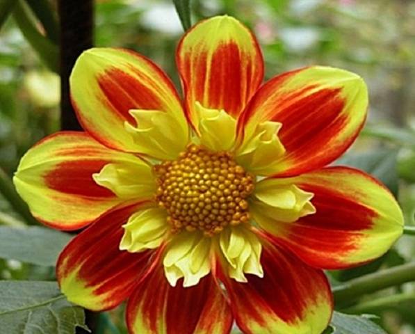 Annual dahlias: growing from seed, when to plant