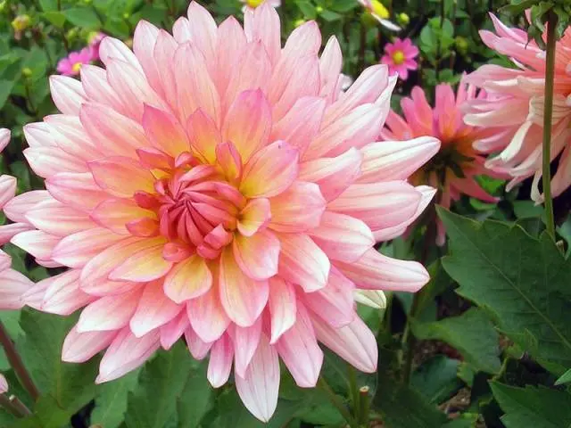 Annual dahlias: varieties + photo