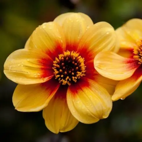 Annual dahlias: varieties + photo