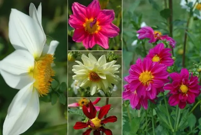 Annual dahlias: varieties + photo