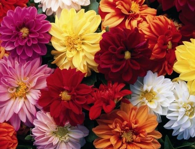 Annual dahlias: varieties + photo