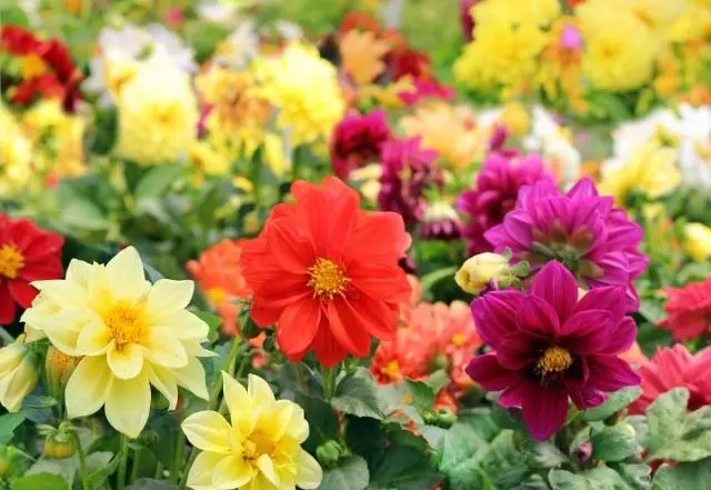 Annual dahlias: varieties + photo