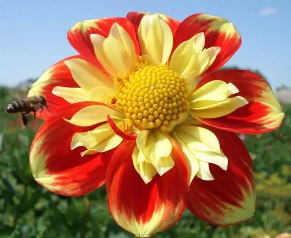 Annual dahlias: varieties + photo