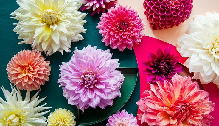 Annual dahlias: varieties + photo