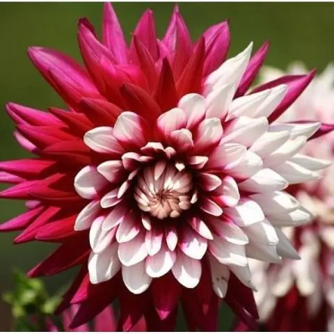 Annual dahlias: varieties + photo