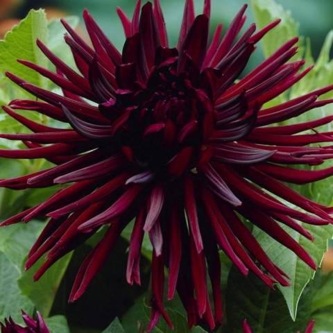 Annual dahlias: varieties + photo