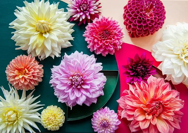 Annual dahlias: varieties + photo