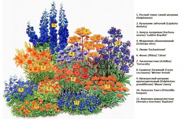 Annual flowers: an overview of the most beautiful annuals for the garden