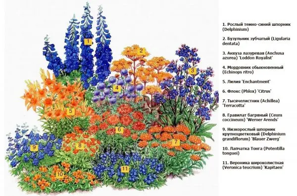 Annual flowers: an overview of the most beautiful annuals for the garden