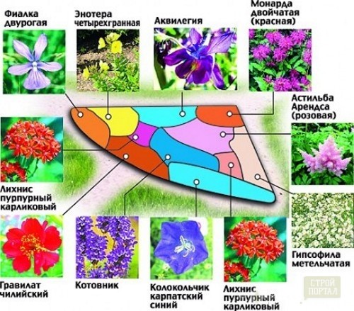 Annual flowers: an overview of the most beautiful annuals for the garden