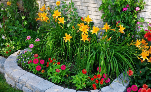 Annual flowers: an overview of the most beautiful annuals for the garden