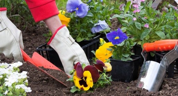 Annual flowers: an overview of the most beautiful annuals for the garden