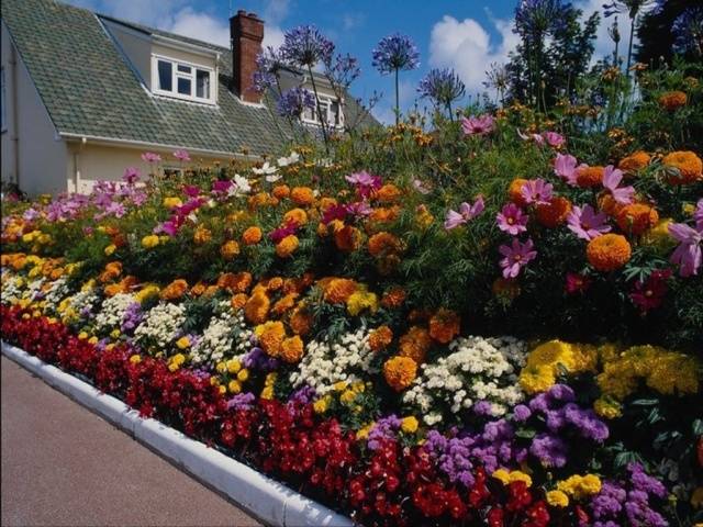 Annual flowers blooming without seedlings: name + photo