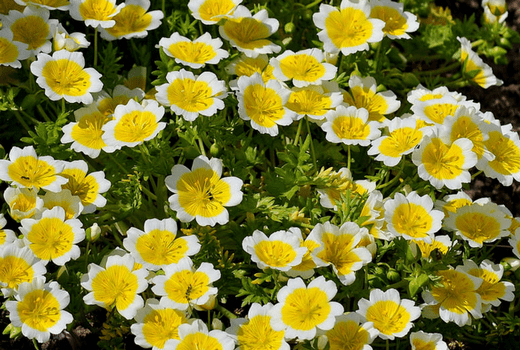 Annual flowers blooming without seedlings: name + photo